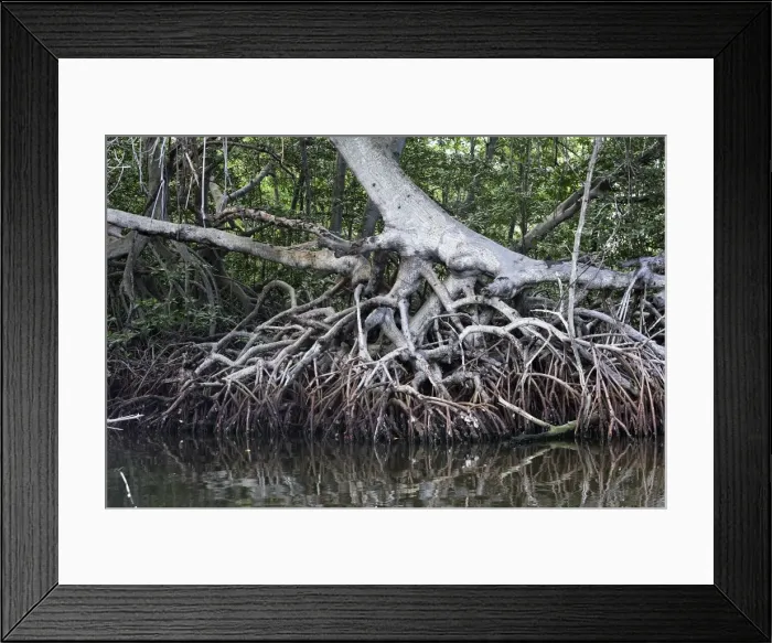 Framed Print : Red mangrove - showing roots. Coro Peninsula Framed Print : Red mangrove - showing roots. Coro Peninsula