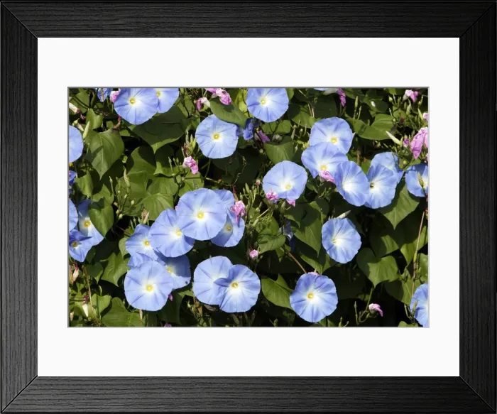 Framed Print : Morning Glory - mass Framed Print : Morning Glory - mass