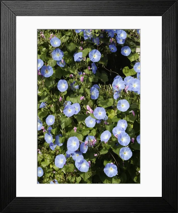 Framed Print : Morning Glory - mass in garden. Alsace - France Framed Print : Morning Glory - mass in garden. Alsace - France