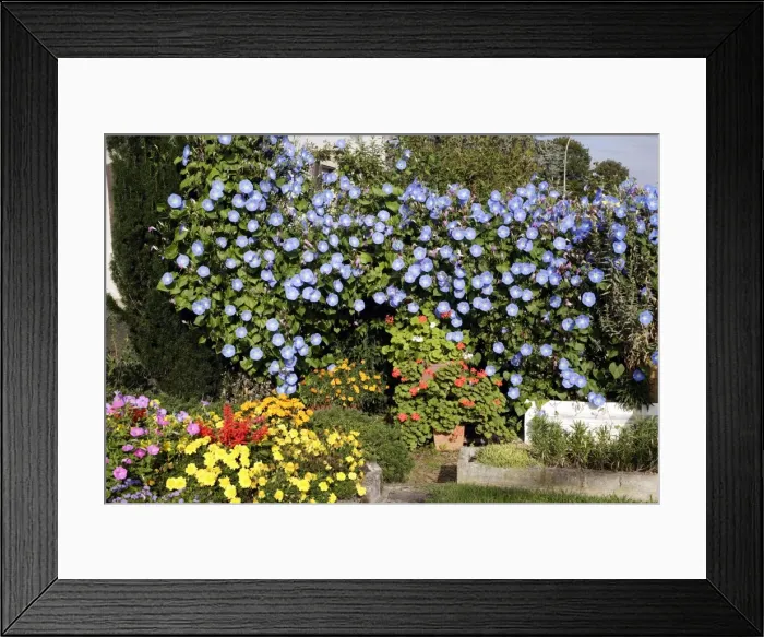 Framed Print : Morning Glory - mass in garden. Alsace - France Framed Print : Morning Glory - mass in garden. Alsace - France