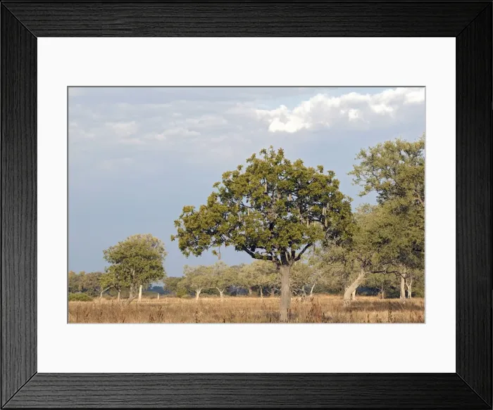 Framed Print : Sausage Tree - South Luangwa Valley National Park - Zambia Framed Print : Sausage Tree - South Luangwa Valley National Park - Zambia