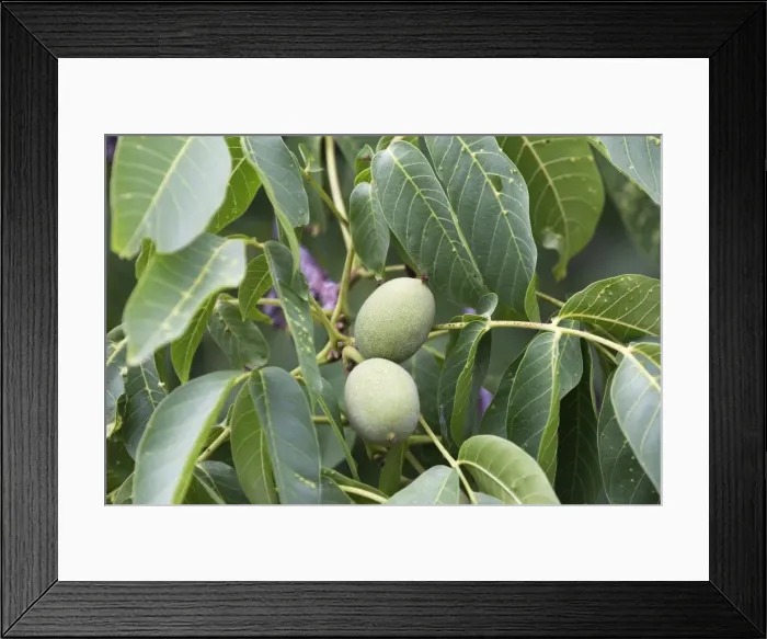Framed Print : Walnut tree - fruit Framed Print : Walnut tree - fruit