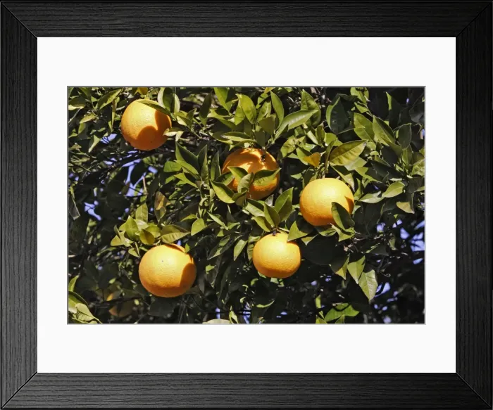Framed Print : orange - on tree. France Framed Print : orange - on tree. France