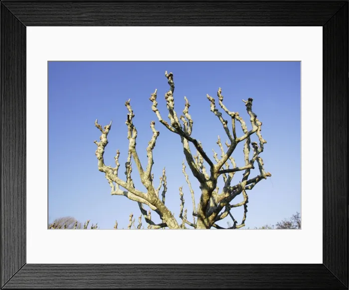 Framed Print : Oriental plane tree. France Framed Print : Oriental plane tree. France