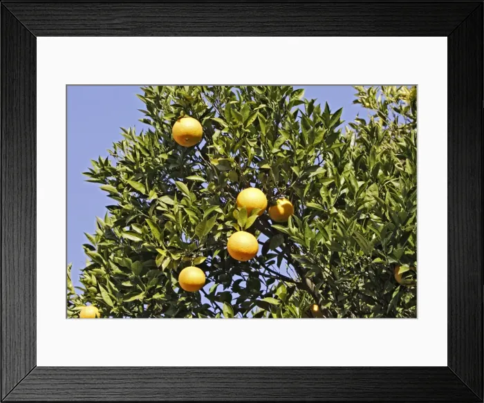 Framed Print : oranges - on tree. France Framed Print : oranges - on tree. France