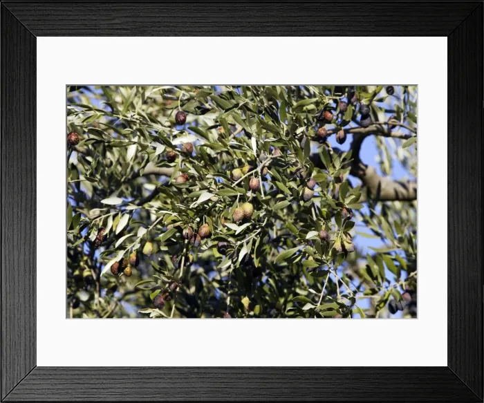 Framed Print : Olive Trees & Fruit - La Drome Provencale - France Framed Print : Olive Trees & Fruit - La Drome Provencale - France
