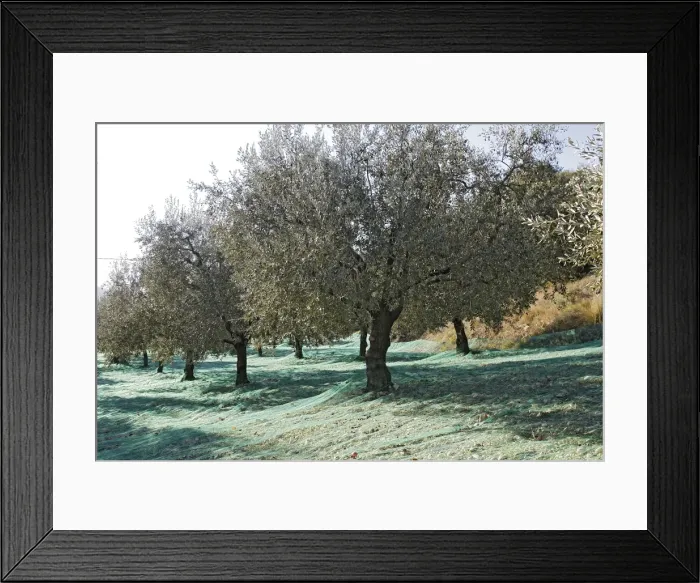 Framed Print : Olive Grove - prepared for picking - La Drome Provencale - France Framed Print : Olive Grove - prepared for picking - La Drome Provencale - France