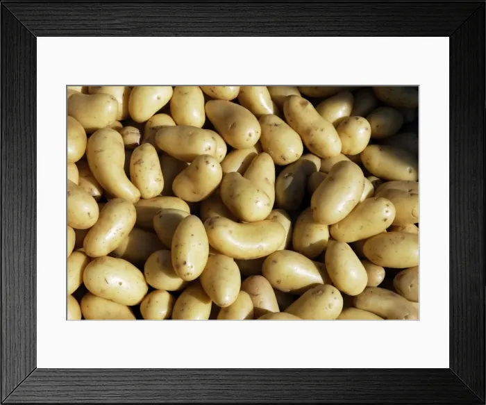 Framed Print : Potato - variety Grenaille d'Amandine