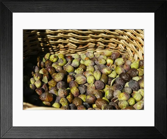 Framed Print : Olive Fruit - picked in a basket - La Drome Provencale - France Framed Print : Olive Fruit - picked in a basket - La Drome Provencale - France