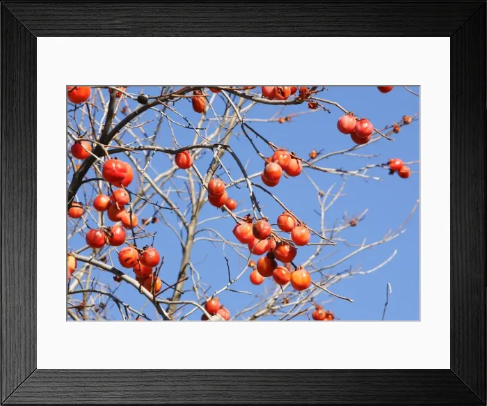 Framed Print : Kaki - fruit. Provence - France. Originally from China / Japan Framed Print : Kaki - fruit. Provence - France. Originally from China / Japan