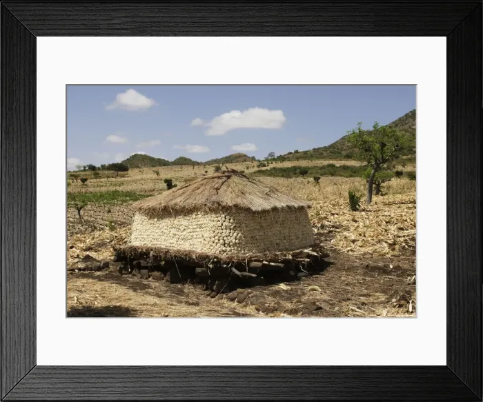 Framed Print : Granary - Maize / corn / sweet corn being stored Framed Print : Granary - Maize / corn / sweet corn being stored