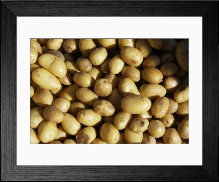 Framed Print : Potato - variety Grenaille d'Charlotte. France Framed Print : Potato - variety Grenaille d'Charlotte. France