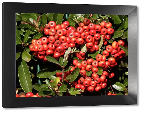 Firethorn - berries. France