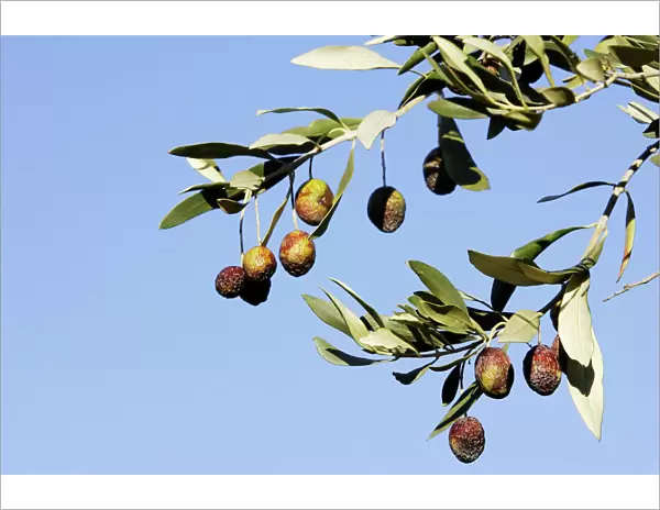 Olive Trees & Fruit - La Drome Provencale - France