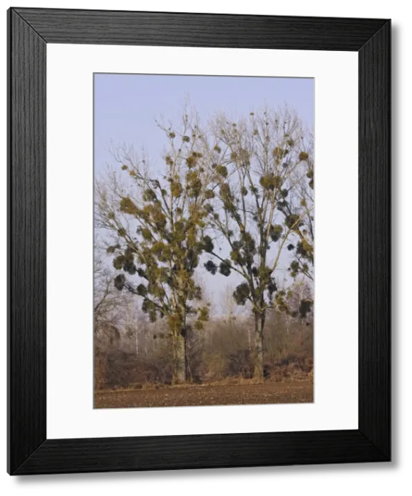 Framed Print : Mistltoe - growing on Poplars. Alsace - France Framed Print : Mistltoe - growing on Poplars. Alsace - France