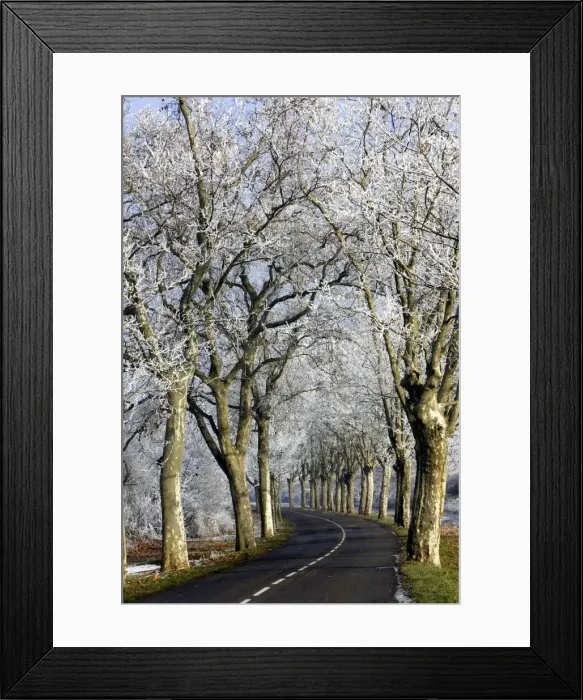 Framed Print : Avenue of Sycamore alongside road covered in frost. Alsace - France Framed Print : Avenue of Sycamore alongside road covered in frost. Alsace - France