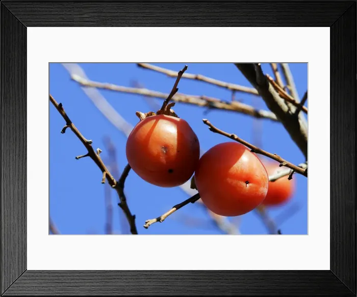 Framed Print : Kaki - fruit. Provence - France. Originally from China / Japan Framed Print : Kaki - fruit. Provence - France. Originally from China / Japan