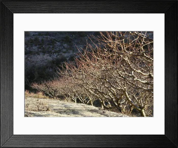 Framed Print : Orchard - Provence - France Framed Print : Orchard - Provence - France
