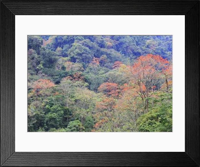 Framed Print : Venezuela - San Isidro Tropical Forest with Bucare Ceibo trees. Andes - Merida - Venezuela Framed Print : Venezuela - San Isidro Tropical Forest with Bucare Ceibo trees. Andes - Merida - Venezuela