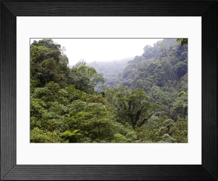 Framed Print : San Isidro Tropical Rainforest. Andes - Merida - Venezuela Framed Print : San Isidro Tropical Rainforest. Andes - Merida - Venezuela