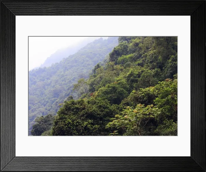 Framed Print : San Isidro Tropical Rainforest. Andes - Merida - Venezuela
