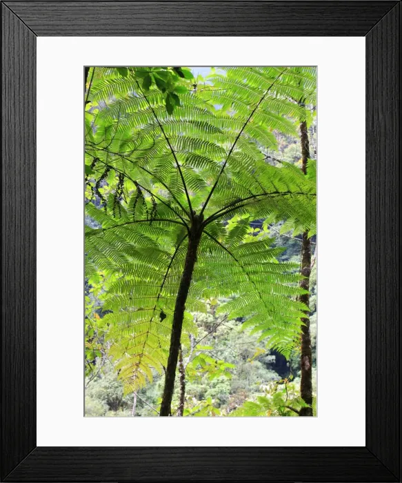 Framed Print : Venezuela - San Isidro Tropical Forest with trees fern. Andes - Merida Framed Print : Venezuela - San Isidro Tropical Forest with trees fern. Andes - Merida