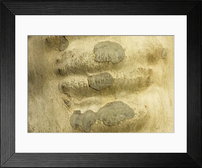 Framed Print : Oriental plane tree - close-up of bark Framed Print : Oriental plane tree - close-up of bark