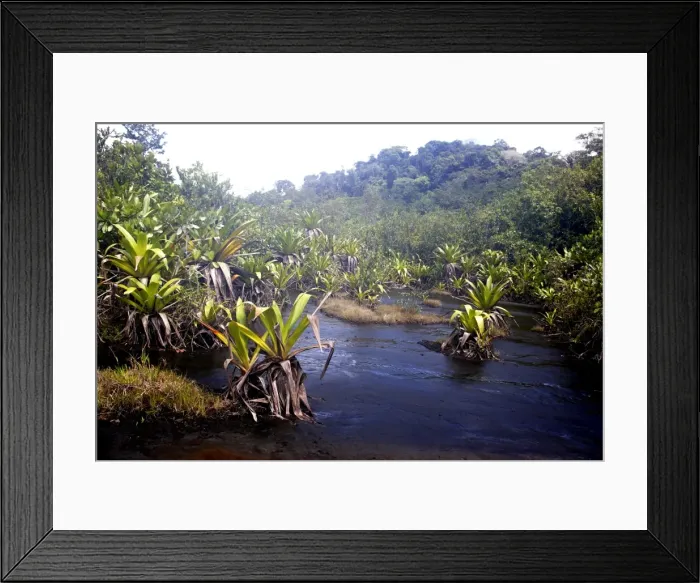 Framed Print : bromeliad species - growing in water. Venezuela Framed Print : bromeliad species - growing in water. Venezuela