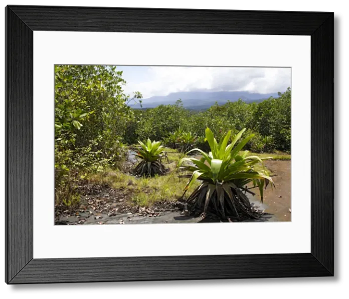 Framed Print : Bromeliad species. Venezuela Framed Print : Bromeliad species. Venezuela