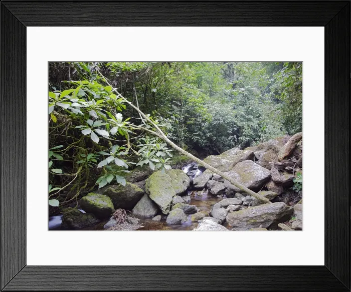 Framed Print : Rainforest - San Isidro - Andes - Venezuela Framed Print : Rainforest - San Isidro - Andes - Venezuela