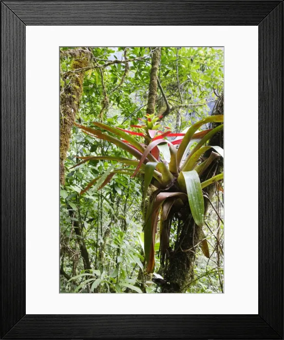 Framed Print : Bromeliad. San Isidro Rainforest - Venezuela Framed Print : Bromeliad. San Isidro Rainforest - Venezuela