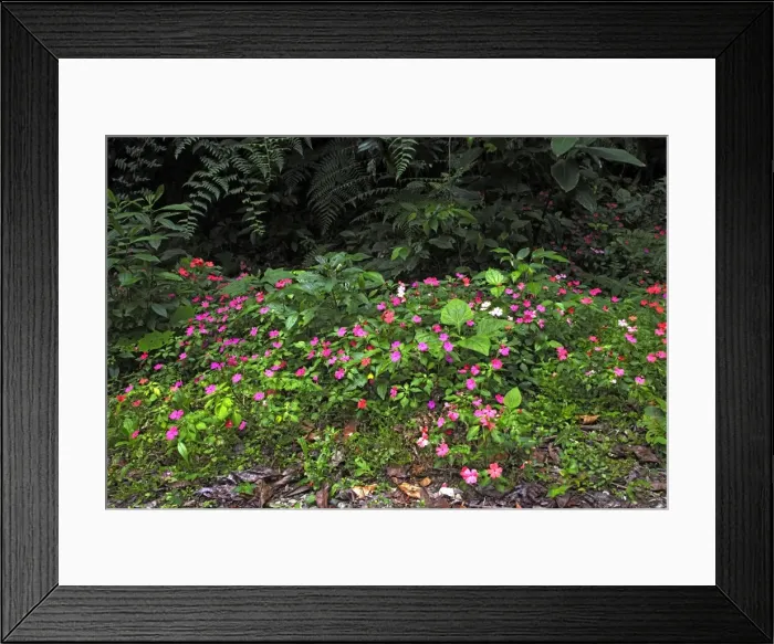 Framed Print : Periwinkle flowers - in San Isidro forest. Andes - Merida - Venezuela Framed Print : Periwinkle flowers - in San Isidro forest. Andes - Merida - Venezuela