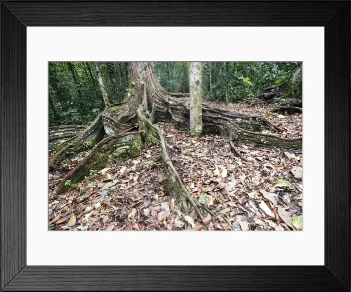 Framed Print : Tree - showing buttress roots. Venezuela Framed Print : Tree - showing buttress roots. Venezuela