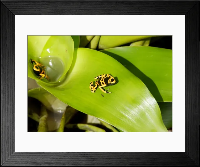 Framed Print : Poison Arrow Frog - in Bromeliad. Bolivar States - Venezuela Framed Print : Poison Arrow Frog - in Bromeliad. Bolivar States - Venezuela