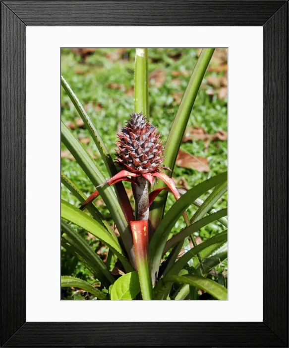 Framed Print : Pineapple. Venezuela Framed Print : Pineapple. Venezuela