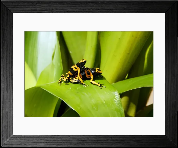 Framed Print : Poison Arrow Frogs - on Bromeliad. Bolivar States - Venezuela Framed Print : Poison Arrow Frogs - on Bromeliad. Bolivar States - Venezuela