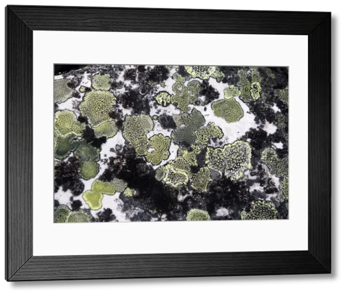Framed Print : lichens on rocks. Varanger - Norway Framed Print : lichens on rocks. Varanger - Norway
