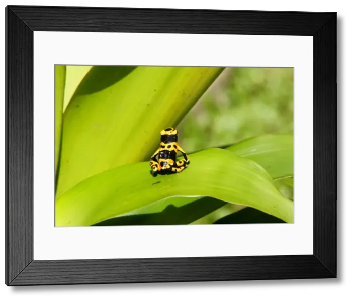 Framed Print : Poison Arrow Frog - on Bromeliad. Bolivar States - Venezuela Framed Print : Poison Arrow Frog - on Bromeliad. Bolivar States - Venezuela