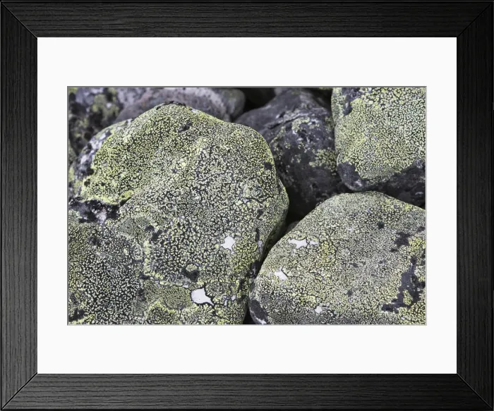 Framed Print : lichens on rocks. Varanger - Norway Framed Print : lichens on rocks. Varanger - Norway