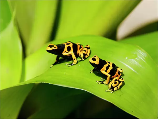 Poison Arrow Frogs - on Bromeliad. Bolivar States - Venezuela