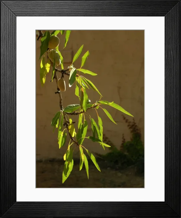 Framed Print : Almond tree & fruit in a garden. Provence - France Framed Print : Almond tree & fruit in a garden. Provence - France