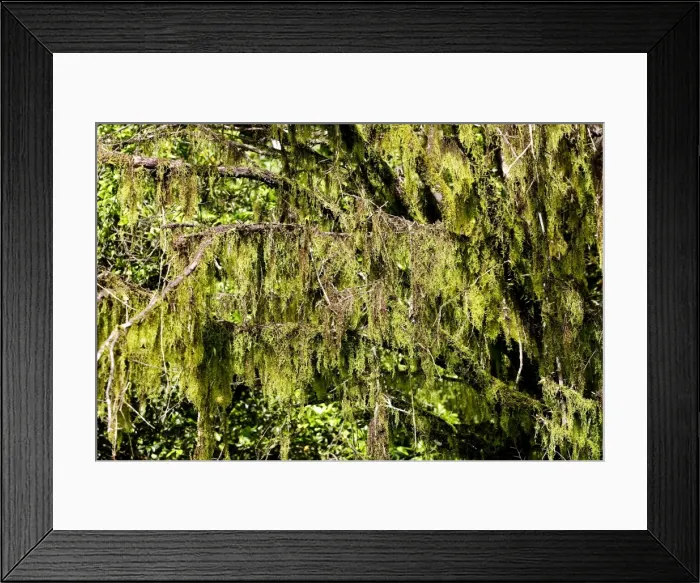 Framed Print : Lichen growing on tree. Bolivar State - Venezuela Framed Print : Lichen growing on tree. Bolivar State - Venezuela