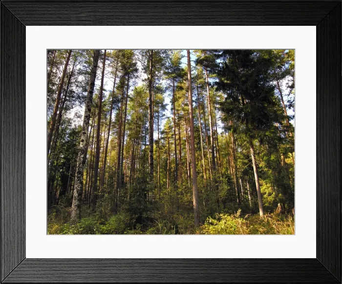 Framed Print : Birch and Spruce Trees. Nigula national park. Estonia Framed Print : Birch and Spruce Trees. Nigula national park. Estonia