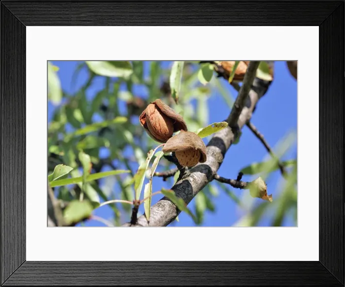 Framed Print : Almond tree & fruit. Provence - France Framed Print : Almond tree & fruit. Provence - France