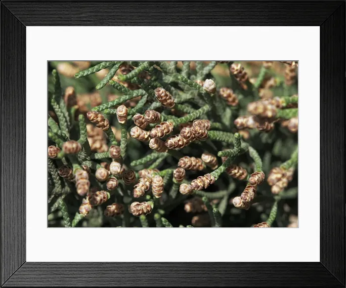 Framed Print : Cypress - pollen. Provence - France Framed Print : Cypress - pollen. Provence - France
