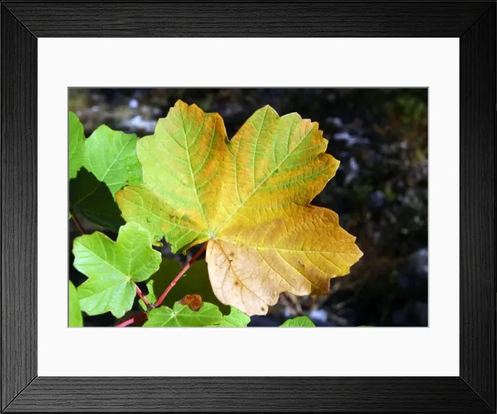 Framed Print : Maple - leaf in autumn. Nesque gorges, Vaucluse, Provence, France Framed Print : Maple - leaf in autumn. Nesque gorges, Vaucluse, Provence, France