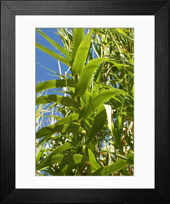 Framed Print : Reeds. Aubignan, Provence, PACA, France Framed Print : Reeds. Aubignan, Provence, PACA, France