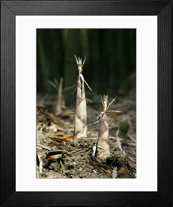 Framed Print : Bamboo - shoots. Anduze, France Framed Print : Bamboo - shoots. Anduze, France