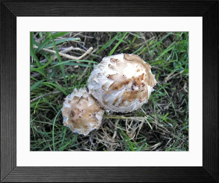 Framed Print : Fungi - Shaggy Ink Cap, or Lawyer's Wig. Vaucluse, PACA, France Framed Print : Fungi - Shaggy Ink Cap, or Lawyer's Wig. Vaucluse, PACA, France