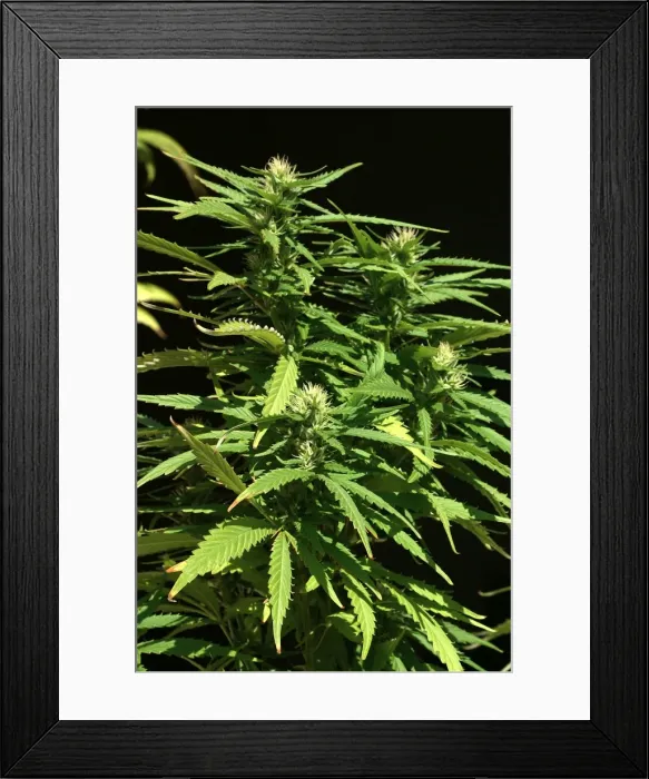 Framed Print : Hemp - female plant in flower Framed Print : Hemp - female plant in flower